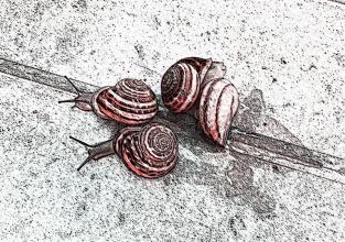 蜗牛的叙述