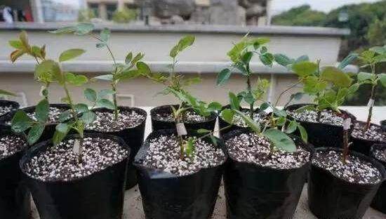 花卉种植者