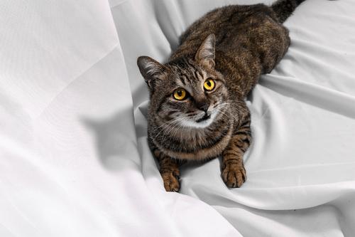 那只猫