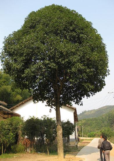 校园里的桂花树