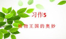 植物王国的奥秘