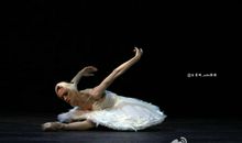 读《天鹅之死》有感