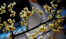 小区里的梅花开了