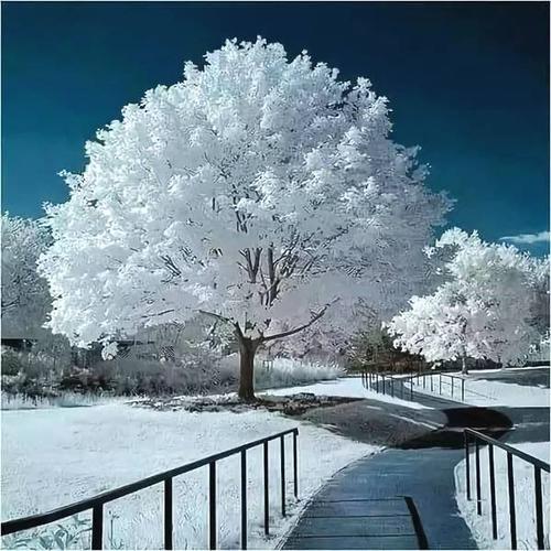 雪中​​之美