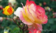 我爱家乡的月季花