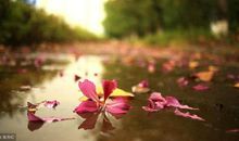 仙人涩花触动了我的心灵