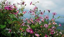 一路与花儿同行