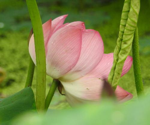 泥中的芬芳