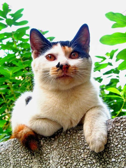 我的小猫