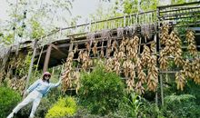 一景一物总关情