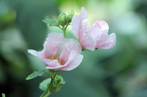 芙蓉花