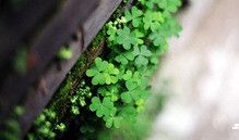 如星子滑过夜空