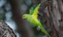 养小鹦鹉真不容易