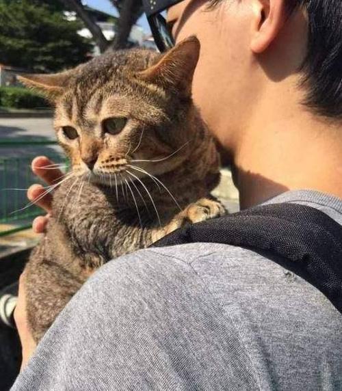 领养一只流浪猫