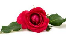 一朵鲜红的“玫瑰”