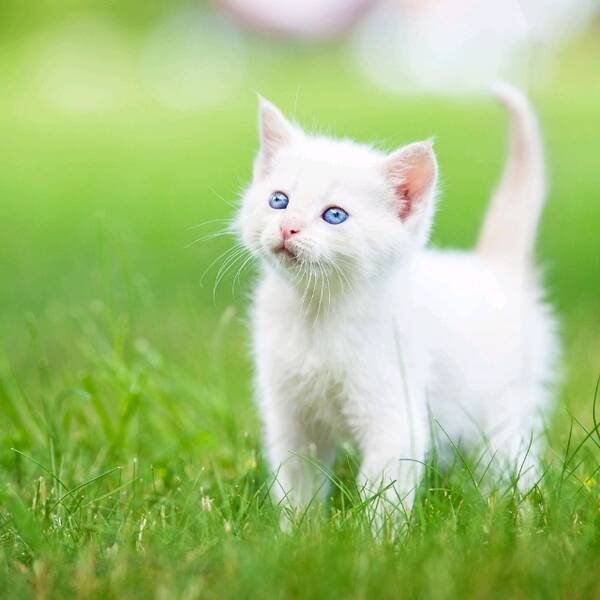 猫小姐