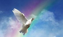 彩虹鸽读后感