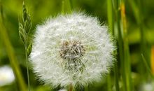 生命里的蒲公英