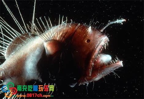 鱼协会