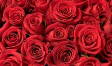 我最喜欢的一朵花