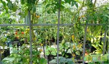 爷爷家的菜园子