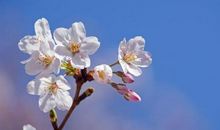 让规则之花在你我心中绽放