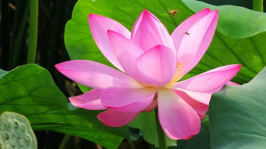 夏夜莲花