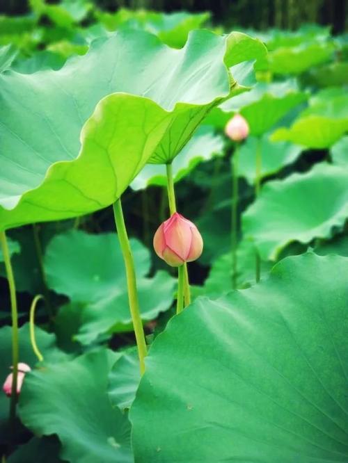 美丽的净月湖
