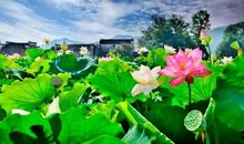 美丽的十里荷塘