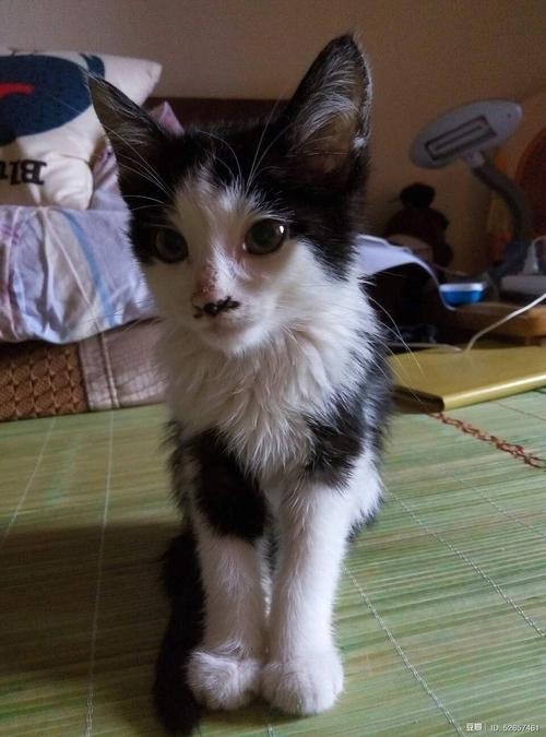 养猫