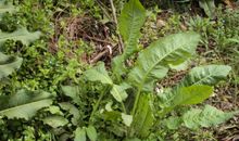 原来春天已在我身边