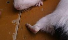 我最想养的小动物