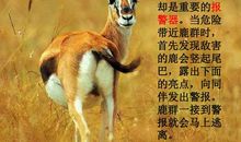 动物尾巴的妙用