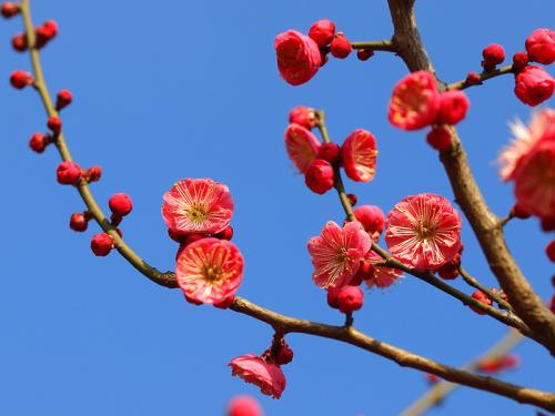 红梅赞