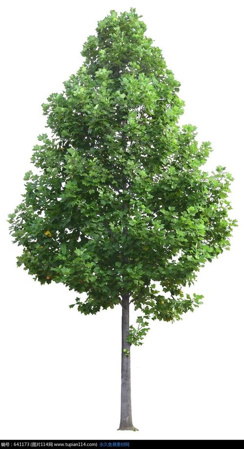 成为一棵梧桐树