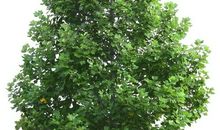 变成一棵梧桐树