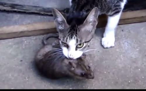 抓猫