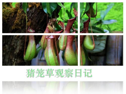 猪笼草观察日记