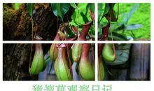 猪笼草观察日记