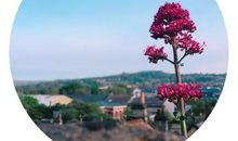 料峭春风吹梦醒