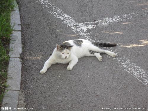 懒猫