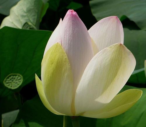 仲夏时节，豆子就像凉风