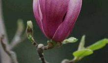 那次不一样的绽放