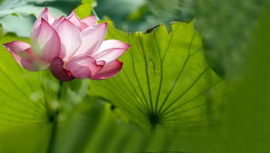 心中的莲花之美