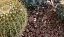 来自仙人球的感动