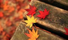 答案就在落叶中