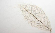 秋之美作文350字