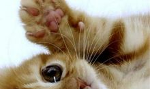 我可爱的小宠物