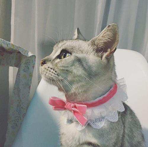 我是一只流浪猫
