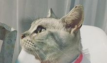 我是一只流浪猫